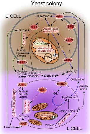 (Gcn4), sníženou respiraci - využívají živiny uvolněné z L buněk - jsou odolnější vůči stresu -
