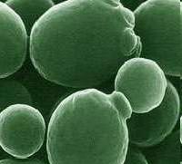 Taxonomie kvasinek Saccharomyces cerevisiae: nadříše Eukaryota říše Fungi oddělení Ascomycota pododdělení Ascomycotina třída Ascomycetes řád Saccharomycetales čeleď Saccharomycetaceae rod