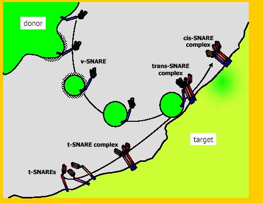 SNARE komplex je het-erotetramer -