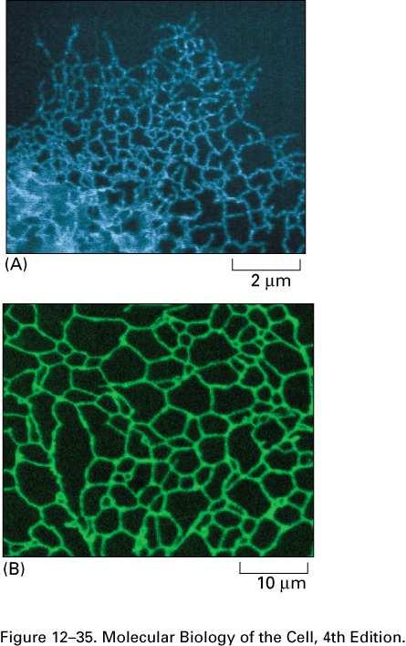 Fig 12-35 ENDOPLASMIC RETICULUM. Cultured mammalian cell (Part A) stained with blue fluorescent antibody against protein retained in the endoplasmic reticulum (ER).