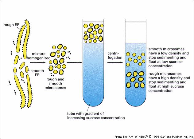 Fig. 12-39 Separation of smooth and rough ER as microsomes on sucrose gradient.