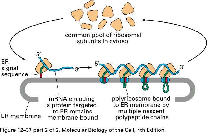 The pool of free ribosomal subunits in the cytoplasm and their association into (1) free and (2) endoplasmic reticulum