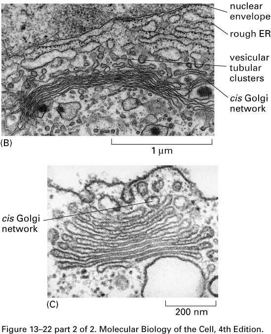 (B) Transitional zone between ER and Golgi in