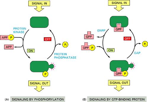 Two major signaling mechanisms of eucaryotic cells Molecular Biology of the