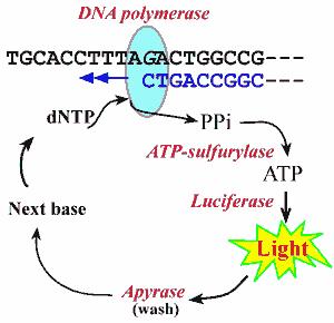 Pyrosekvencování DNA polymerasa dntp mix ATP sulfurylasa Adenosine 5