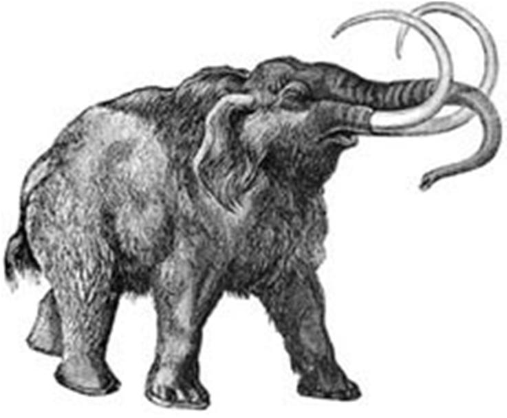DNA mamuta - Mammoth Project Hendrik N.