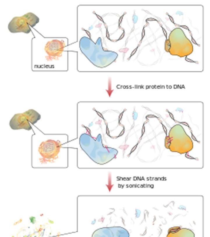 DIAGNOSTIKA ChIP-seq (chromatin imuno precipitation) Methyl-seq detekce CpG oblastí