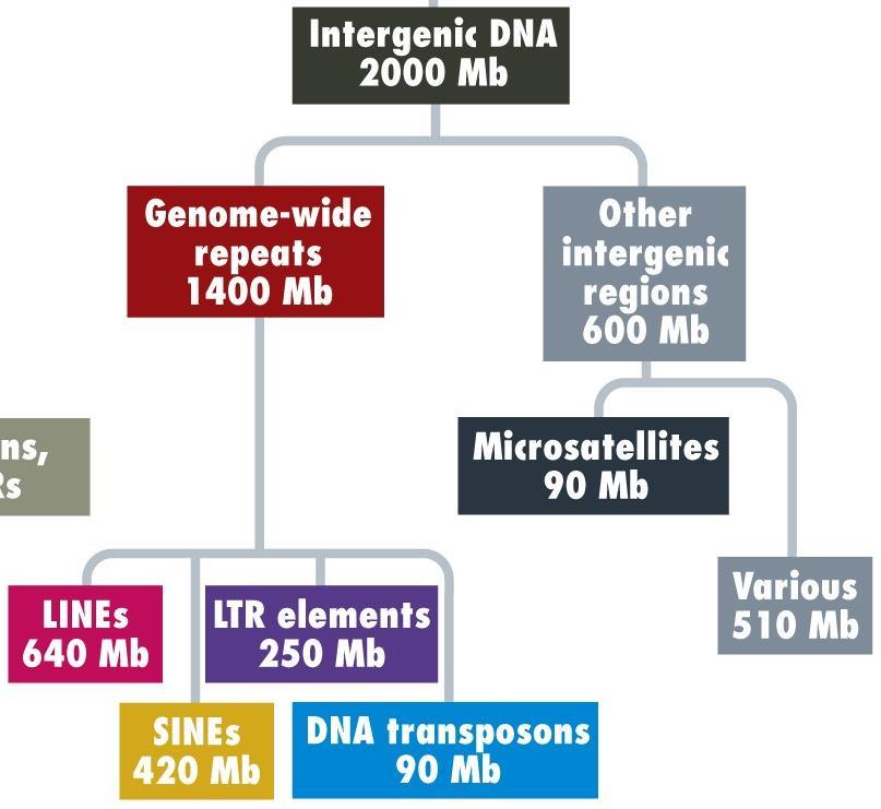 INTERGENOVÁ DNA junk (=