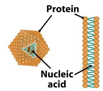 GENOM Genom soubor genetické informace organizmu - biologická informace k sestavení a přežití živého