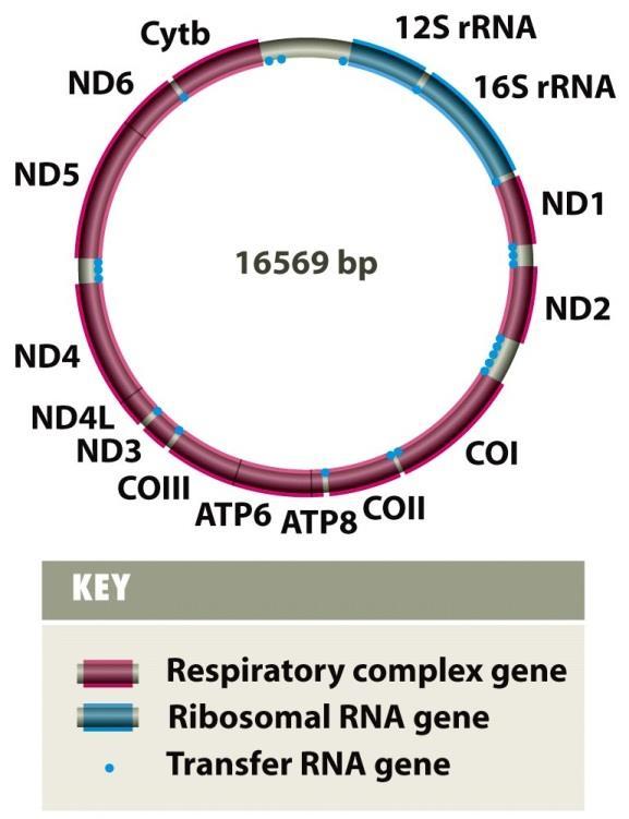 MITOCHONDRIÁLNÍ GENOM cirkulární, ale i lineární (např.