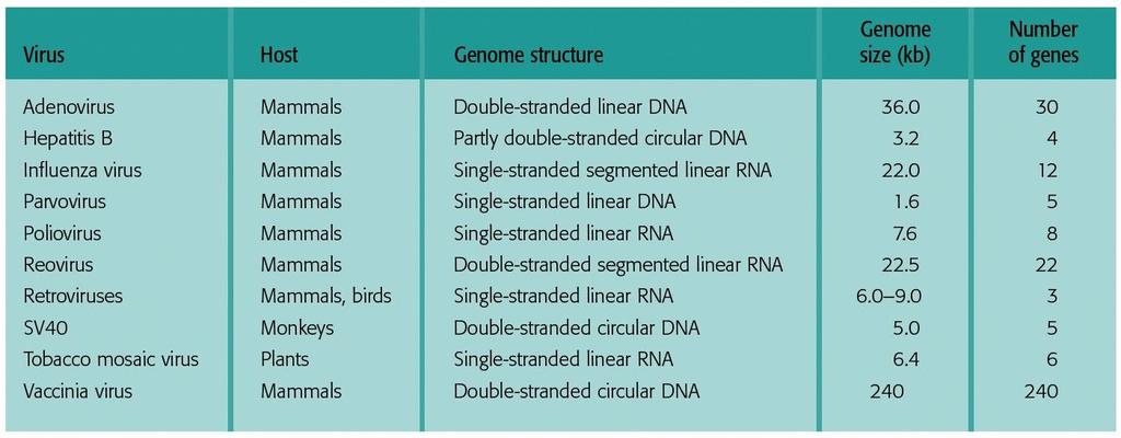 VIRY EUKARYOT genomy variabilní DNA, RNA; ds, ss; cirkulární,