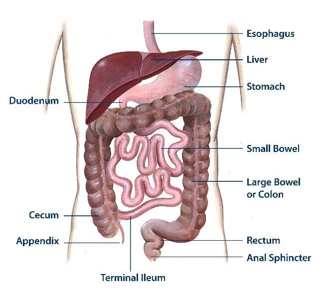 Slovník výrazů Anatomické zobrazení trávícího traktu Jícen (esofagus) Játra Dvanáctník (duodenum) Žaludek Tenké střevo Tlusté střevo (kolon) Slepé střevo (cékum) Terminální ileum (koncová Rektum