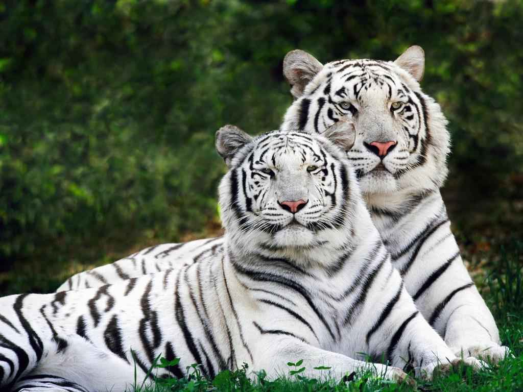 Zoologická zahrada - Jedna z nejstarších zoo ve střední Evropě. Můžete zde mimo jiné vidět i vzácné bílé tygry.