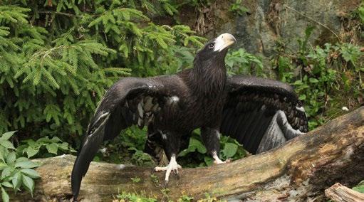 Chovatelský úsek Animal Breeding Department Mladý orel východní / The young Steller s sea eagle federace.