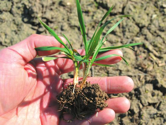 ZALOŽENÍ POROSTU O hustotě rozhodujeme už na podzim při zakládání porostu. Výsevek dle půdně-klimatických podmínek a termínu setí (pozn.