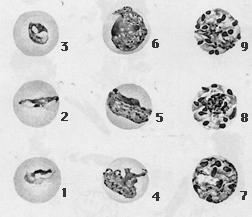 Výtrusovce TRIEDA: KRVINOVKY pôvodcovia malárie: Plasmodium vivax trojdňov ová