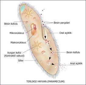 Osobitosti Ich telo tvorí jediná eukaryotická bunka spravidla diferencovaní na: Pelikula tenká blana pokrývajúca povrch tela Schránka (len niektoré) anorg. alebo org.