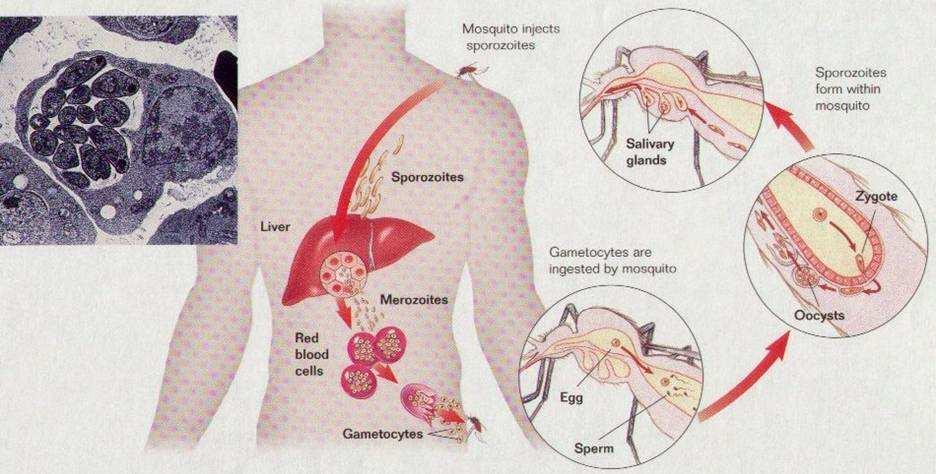 záchvatov Úmrtnosť Trojdňová malária (Plasmodium vivax) 8-16 dní 48 hod.