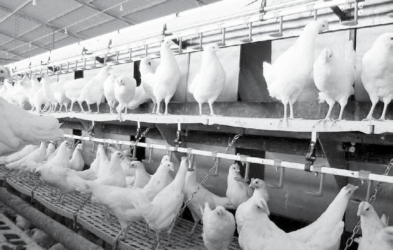 اصول پرورش طیور تولید نگهداری و بهداشت تخم مرغ های جوجه کشی اولین و مهمترین گام در بهداشت تخم مر غ تولید آنها در النههای تمیز و بهداشتی می باشد که تحقق این مسئله بستگی به رعایت برنامه مدیریتی دقیقی