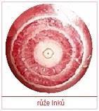 mikroskopem nebo pouhým okem, kupř. na dřevě, horninách ap.; (opak stejnorodost - homogenita) růž - červeň, ruš, lešticí pasta růže Inků - argentinský páskovaný rodochrozit růženín - něm.