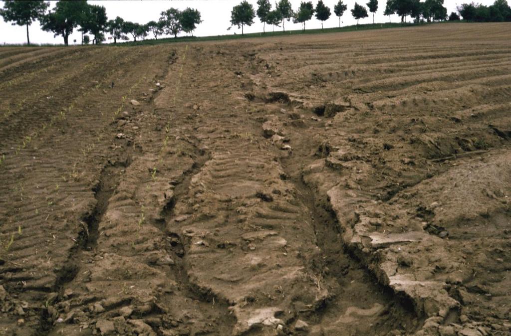 Důsledky vodní eroze po přívalovém dešti na pozemcích s brambory a kukuřicí Společně s