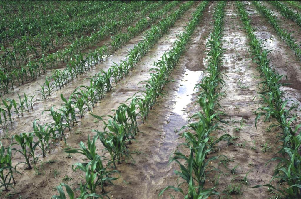 Porost kukuřice na konci května po přívalovém dešti s