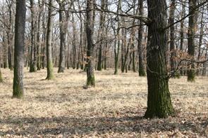 mapy.cz/s/eo7f) Chráněné území Údlické Doubí je rozsáhlý světlý listnatý háj s převahou dubů.