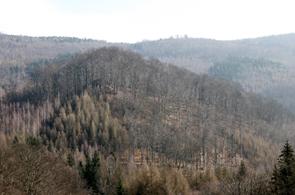 Nad levým břehem Lužce je rozsáhlý suťový les mezi Mufloním pahorkem a Panorámou (V Dubinách).