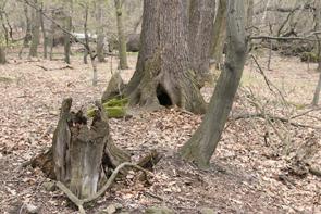 Původní tvář lokality je zřetelná na historických snímcích z roku 1953 (N!KM). Do současné doby se dochovala část arboreta u lesních rybníčků.