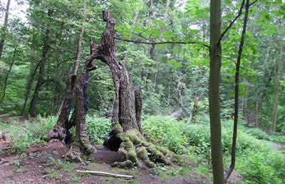 V současnosti se nacházejí starší duby v lese nedaleko zámečku (50 39'58.68"N, 13 45'35.03"E).