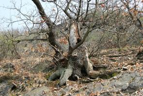 V porostech, především v J a V části území je celá řada starých solitérních stromů s dutinami. A to jak s dutinami v horních částech kmene, tak při patách stromů.