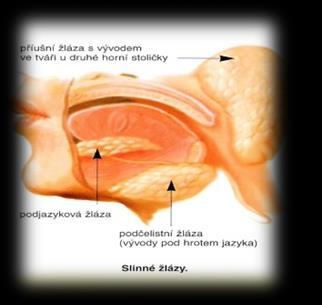 Funkce úst: Prostor ohraničený patrem, rty, jazykem a tvářemi - Zuby o různého tvaru, slouží k rozmělnění