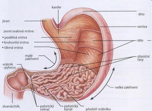 Žaludek: Funkce: mechanická zpracování potravy, mísení, rozmělňování chemická denaturace bílkovin (působením HCl) působením enzymů tráví potravu - pepsinogeny se v kyselém prostředí mění na pepsiny