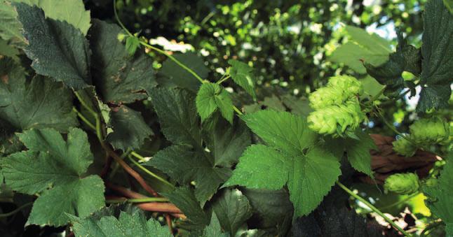 Funguranem OH 84 % Použití ve chmelu, peronospora chmelová (Pseudoperonospora humuli) Funguran OH Cuprozin progress Reg.