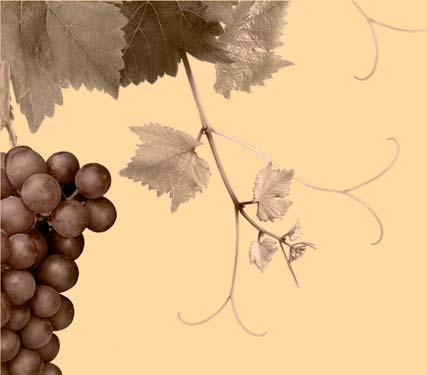 BÍLÉ VÍNO (0,75 l) ČERVENÉ VÍNO (0,75 l) Nápojový lístek Ročníková odrůdová vína bílá 360 Kč Rulandské šedé Vinařství Pavlov, Mikulovská podoblast, pozdní sběr.