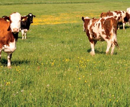 návyky. Plemena skotu jsou chována na produkci mléka a masa.