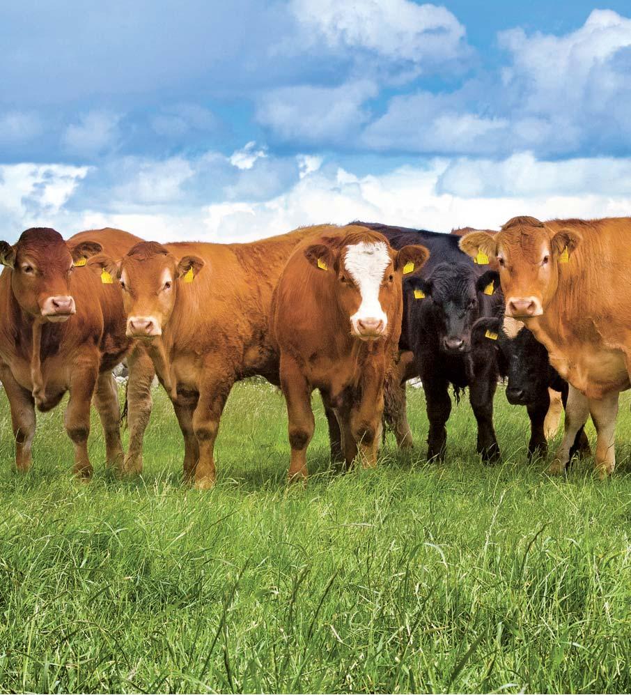 Angus, Hereford, Charolais, Limousine nebo Simmental.