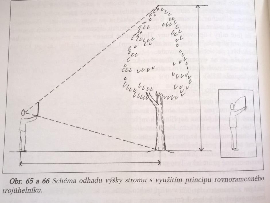 6.4 VÝŠKA STROMU Výška stromu je druhou základní měřenou charakteristikou. Výška je definována jako vzdálenost mezi bází kmene a vrcholem koruny.