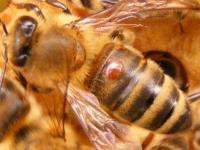 KAPITOLA III Včelí škůdci a nemoci 1 Škůdci Škůdců včel je mnoho druhů. Hodně lidem přijde jako největší nebezpečí medvěd a to díky medvídkovi Pú a jeho neskrývané zálibě v medu.