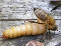 Škodu působí larvy - vyžírají plásty, často se zásobami. Živí se voskem a zbytky kokonů kukel tzv. košilek.