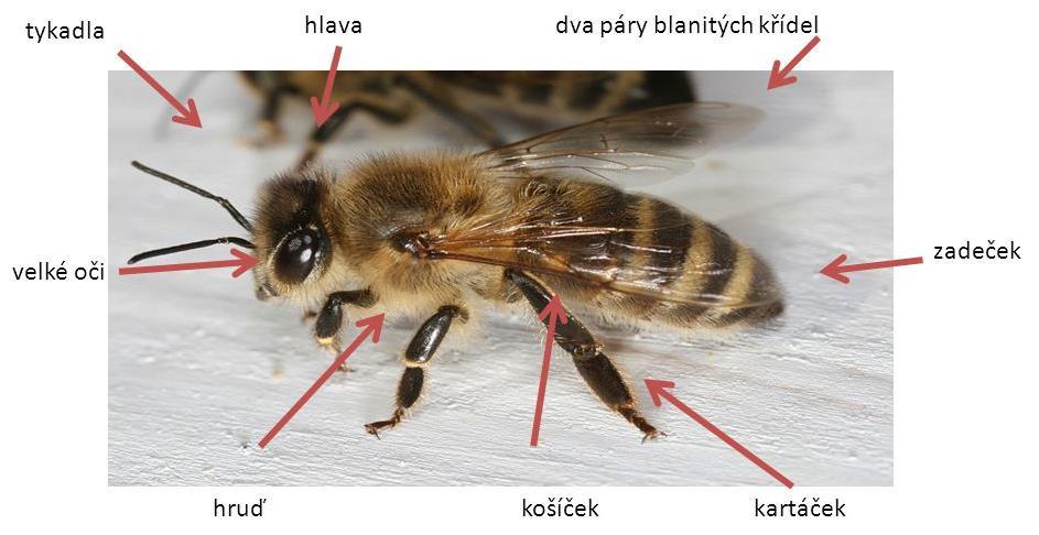 Jednotliví členové včelstva jsou na sobě závislí tak, že jeden bez ostatních nedovede plnit svou funkci a následně zahyne. Mezi včelami funguje dokonalá dělba práce. 2.