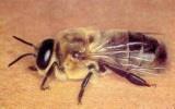 3 Trubec Trubec je včelí sameček líhnoucí se z neoplozených vajíček, která matka naklade do trubčích buněk (jsou větší než dělničí).