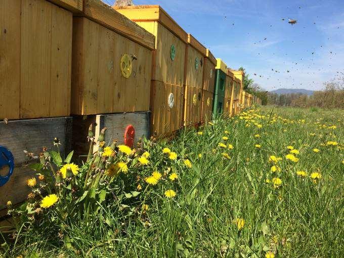 Včelky vylétají po tisících do okolí a sbírají pyl a nektar z lučních květin. V březnu (pokud mu to počasí dovolí a teploty přesáhnou 12 C) dělá včelař první řádnou prohlídku včel.