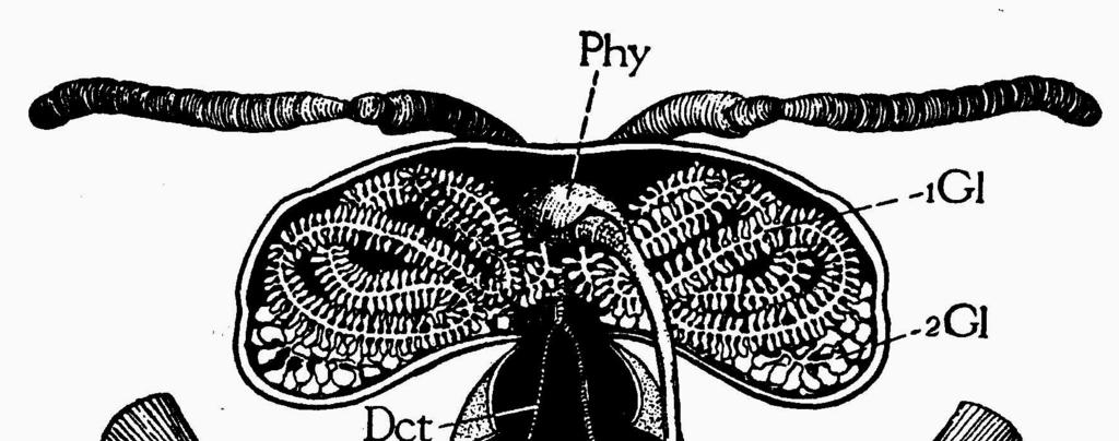 Hltanové žlázy (glandula pharyngealis) včely medonosné (apis mellifera) se nacházejí v přední části hlavy mezi mozkem a