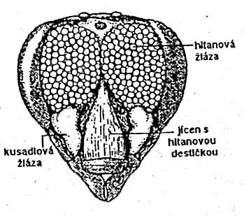 Žláza je složena z asi 550 pseudoacinů (Soudek, 1927).