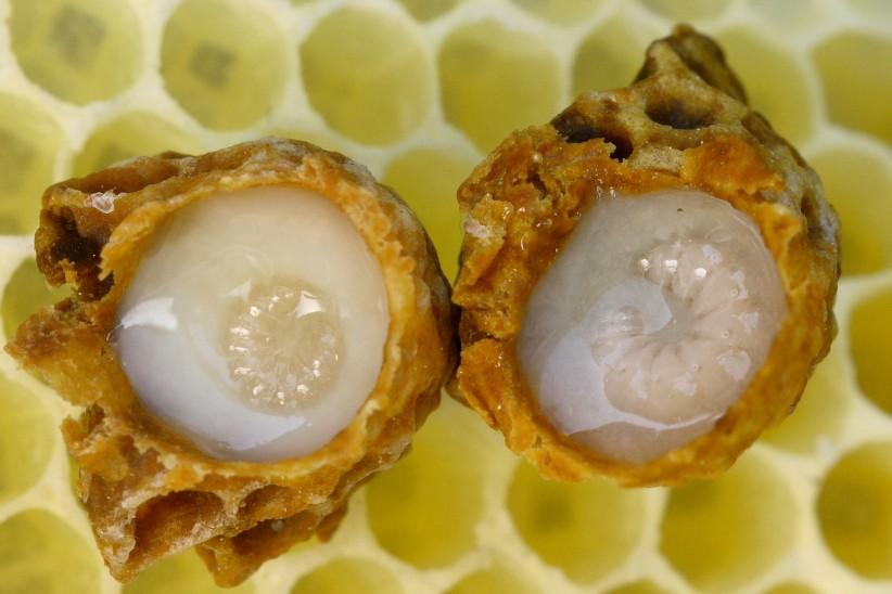 Sekret hltanových žláz včely medonosné Bělavý sekret žlázy je hlavní součástí krmné kašičky larev. Sekret je nahořklé chuti a je označován jako mateří kašička (angl. royal jelly).