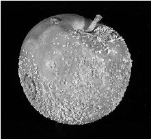 PATULIN produkován hubami rodu Aspergillus,, Byssochlamys(Byssochlamysnivea) a Penicillium(Penicilliumexpansum, P.