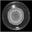 CITRININ produkován plísněmi rodu Penicillium (P. citrinum, P. viridicatum aj.) a Aspergillus (A. tereus, A.