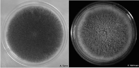 Aspergillusfumigatus + A.flavus Aflatoxiny u zvířat vysoká citlivost -drůbež, mláďata a březí samice (selata a březí prasnice).