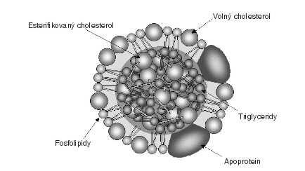 Obrázek 3 Struktura lipoproteinové částice (www.zdravcentra.cz) 2.4.